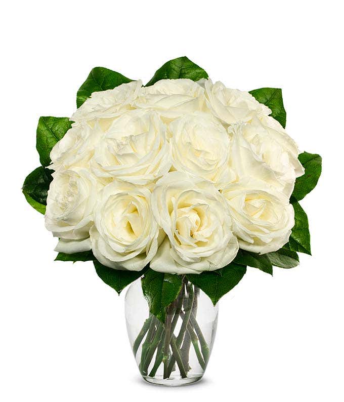 White Roses - Floramor 