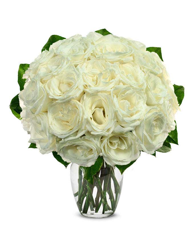 White Roses - Floramor 