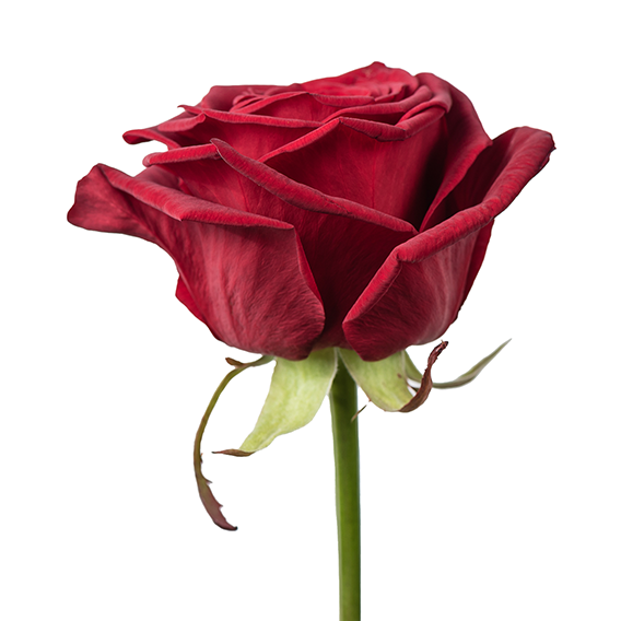 Rosen nach Wahl - Floramor 
